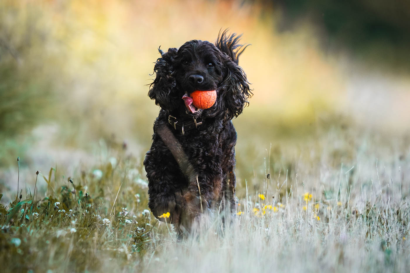 Hundefotografie Biberach Riss mit einem Cockerspaniel