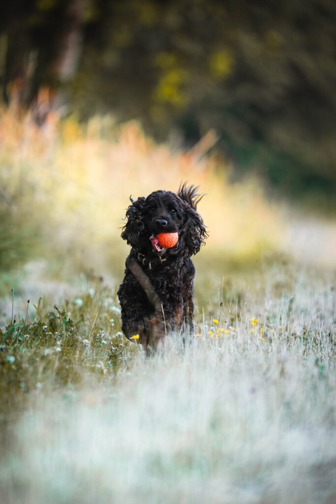 Cocker Jamie beim Hundeshooting