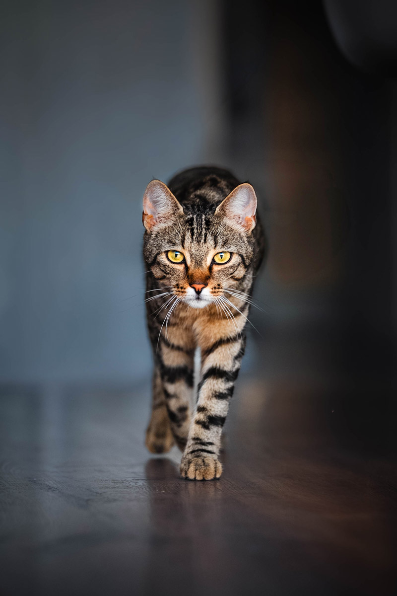 Katze bei einem Haustiershooting