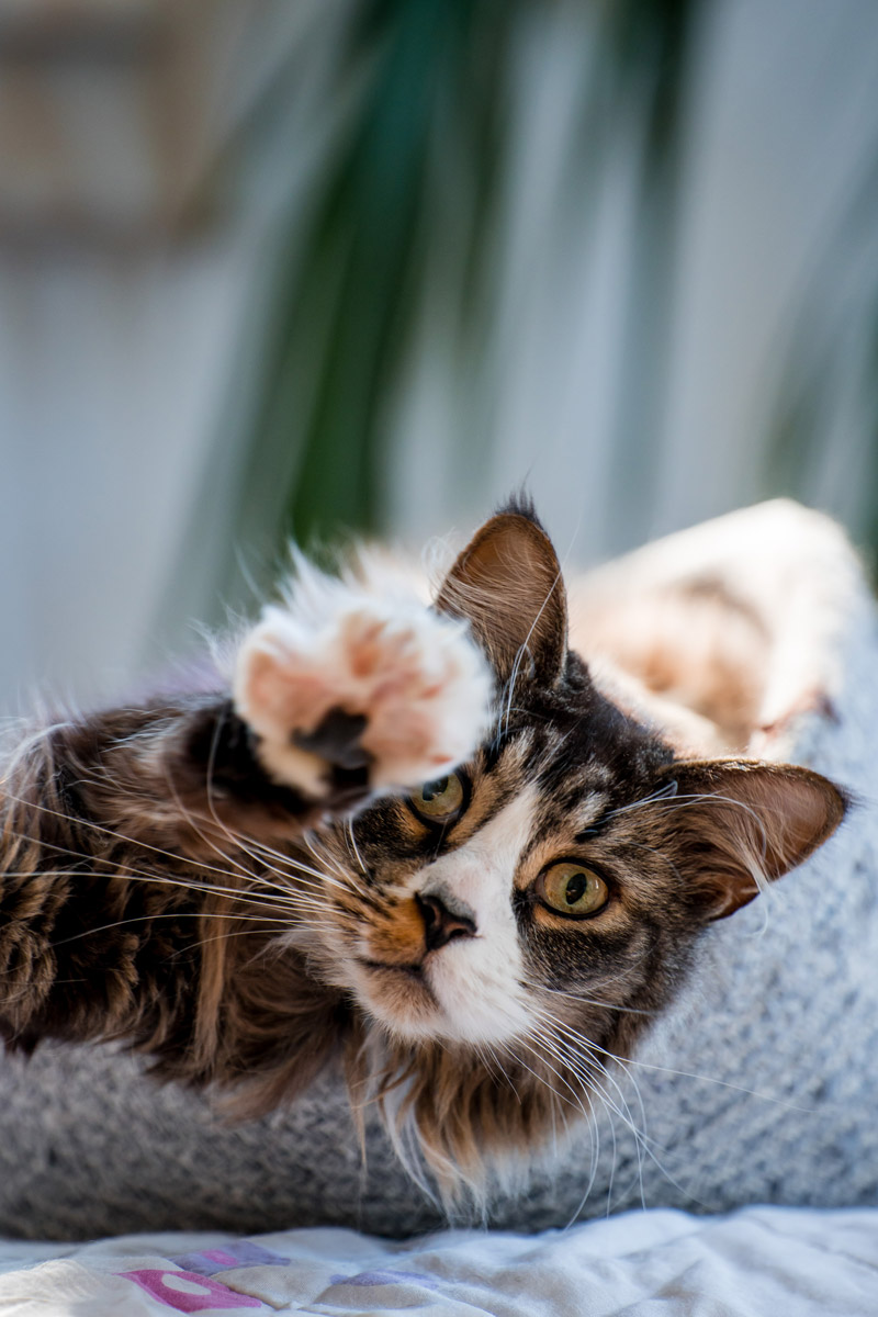 Katze bei Haustiershooting