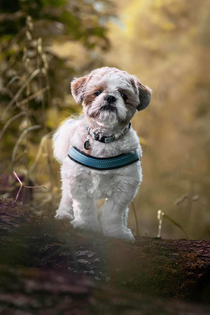Hundeshooting mit Toby